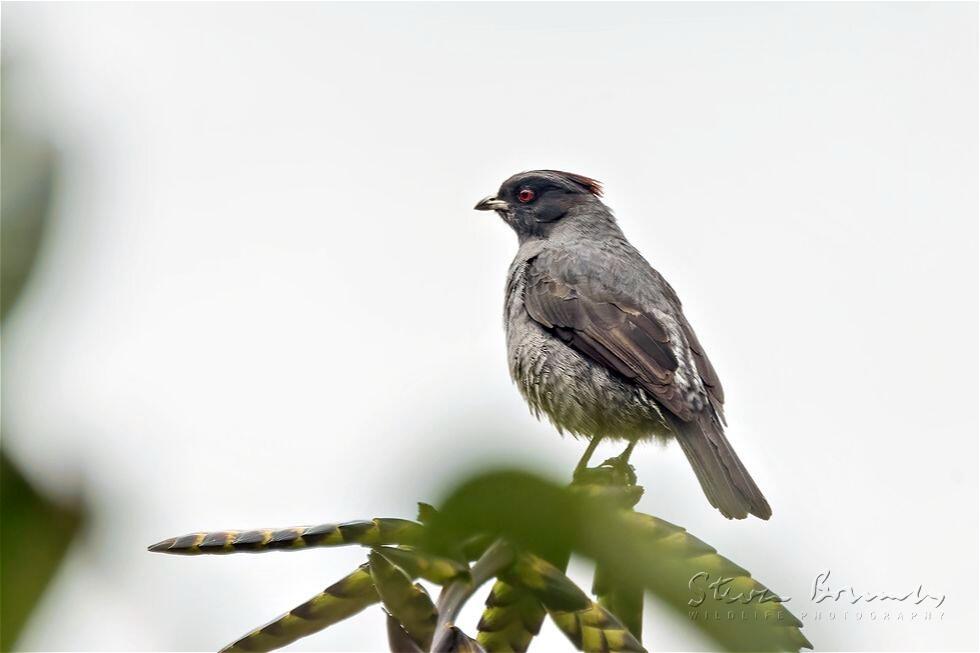 Red-crested Cotinga (Ampelion rubrocristatus)