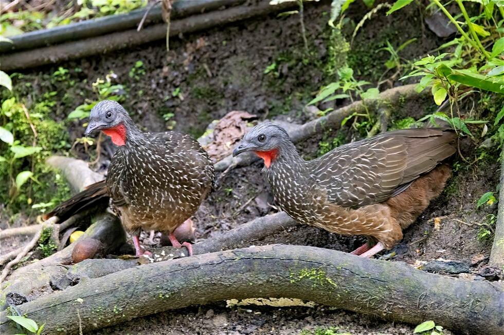 Band-tailed Guan (Penelope argyrotis)