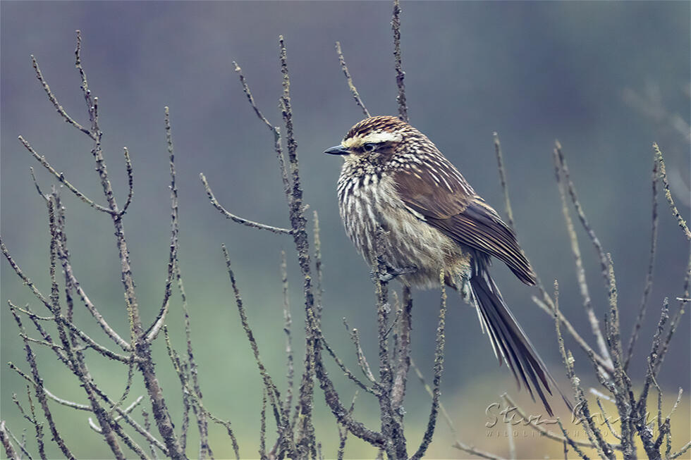 Andean Tit-Spinetail (Leptasthenura andicola)