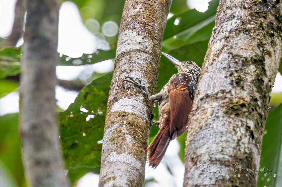 Black-striped Woodcreeper (Xiphorhynchus lachrymosus)