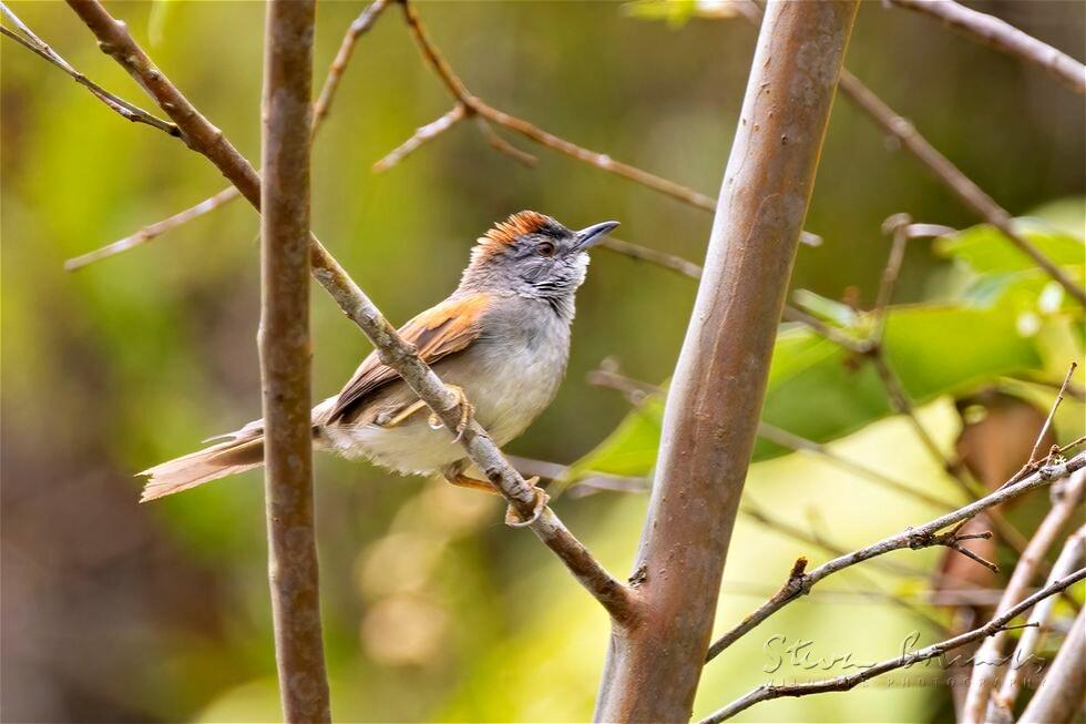 Pale-breasted Spinetail (Synallaxis albescens)