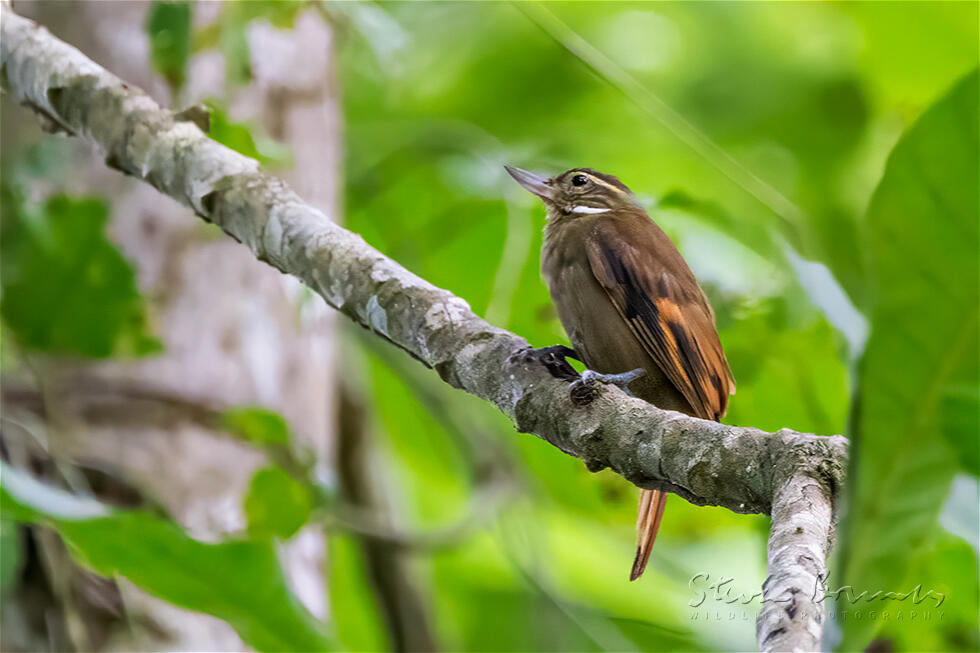 Plain Xenops (Xenops minutus)