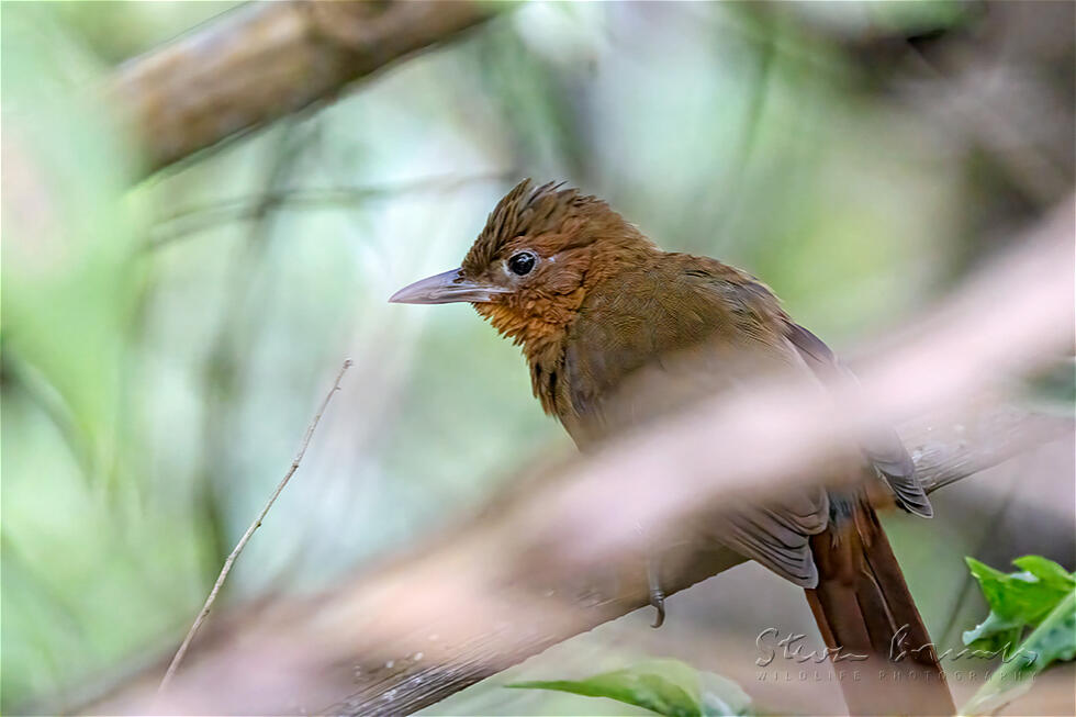 Santa Marta Foliage-gleaner (Automolus rufipectus)