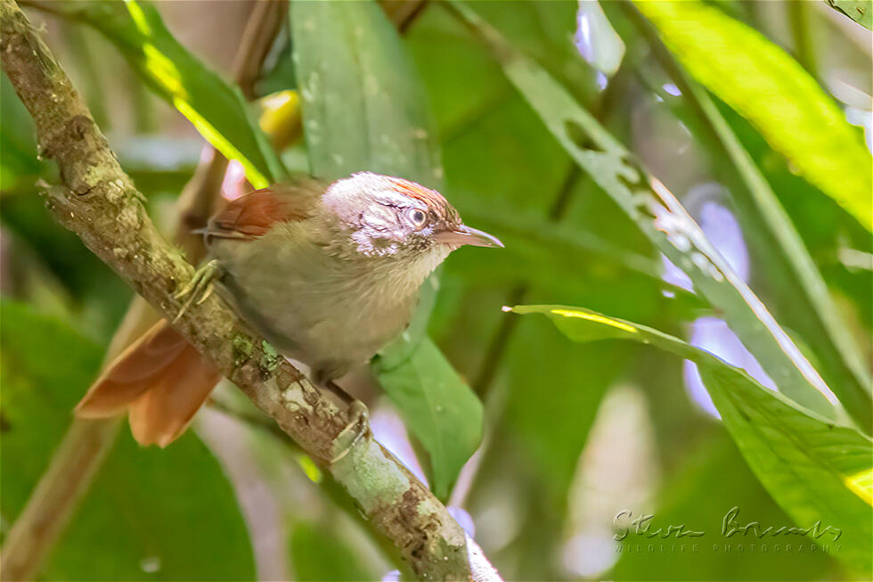 Streak-capped Spinetail (Cranioleuca hellmayri)