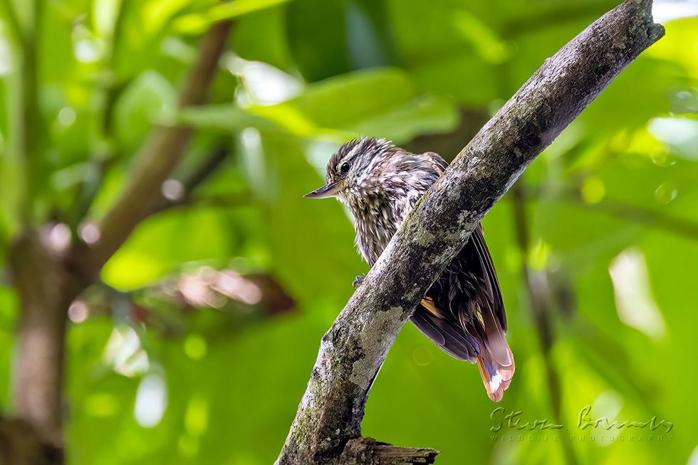 Streaked Xenops (Xenops rutilans)
