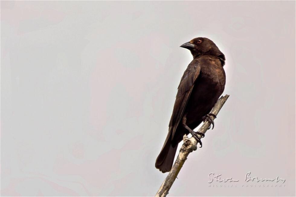 Bronzed Cowbird (Molothrus aeneus)