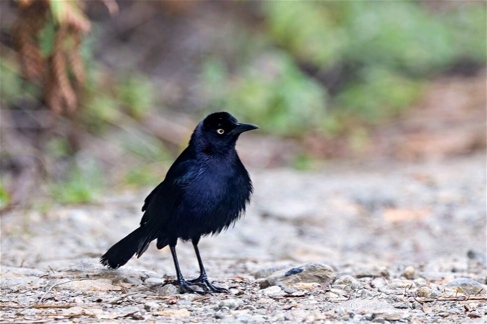 Carib Grackle (Quiscalus lugubris)