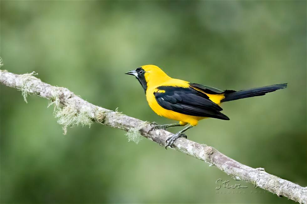 Yellow-backed Oriole (Icterus chrysater)