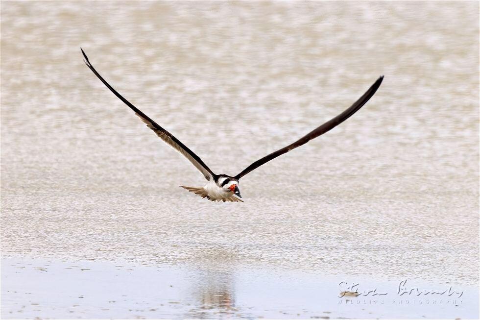 Black Skimmer (Rynchops niger)