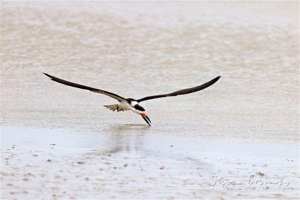 Black Skimmer (Rynchops niger)