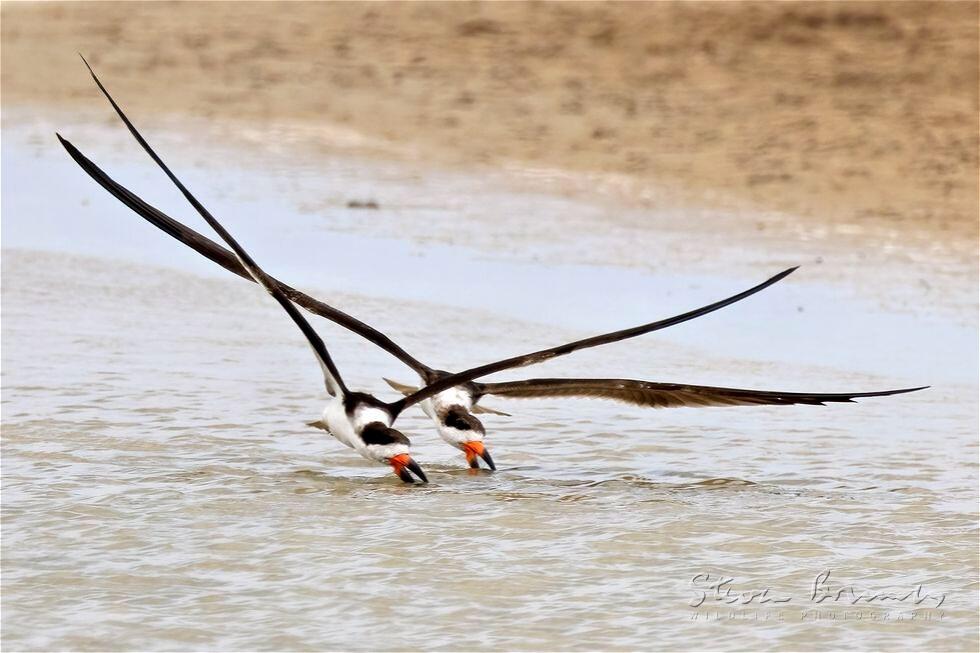 Black Skimmer (Rynchops niger)