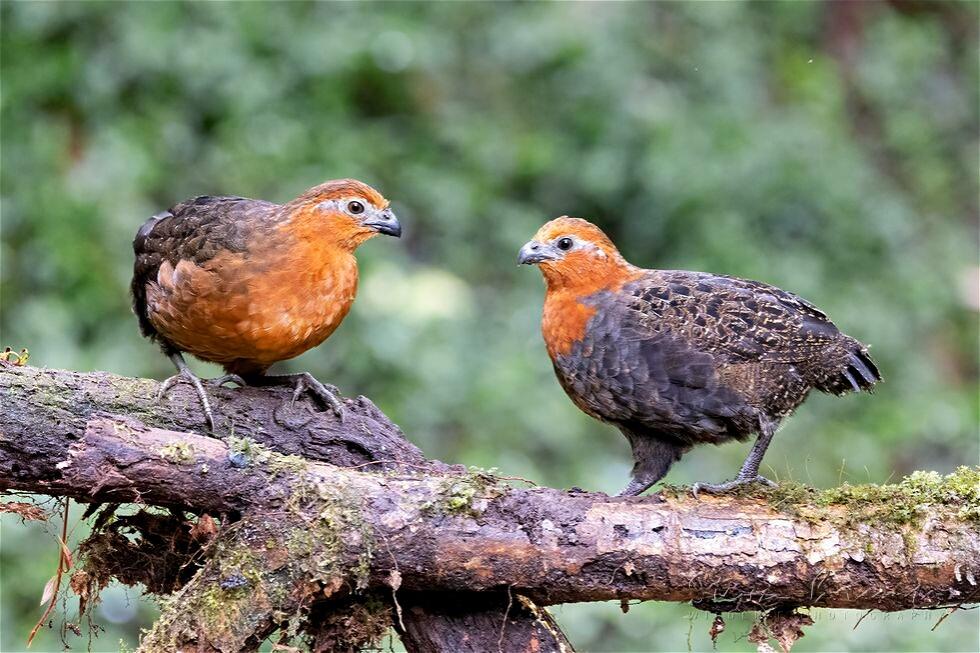 Chestnut Wood Quail (Odontophorus hyperythrus)