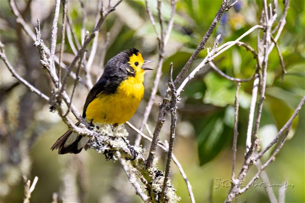 Golden-fronted Whitestart (Myioborus ornatus)