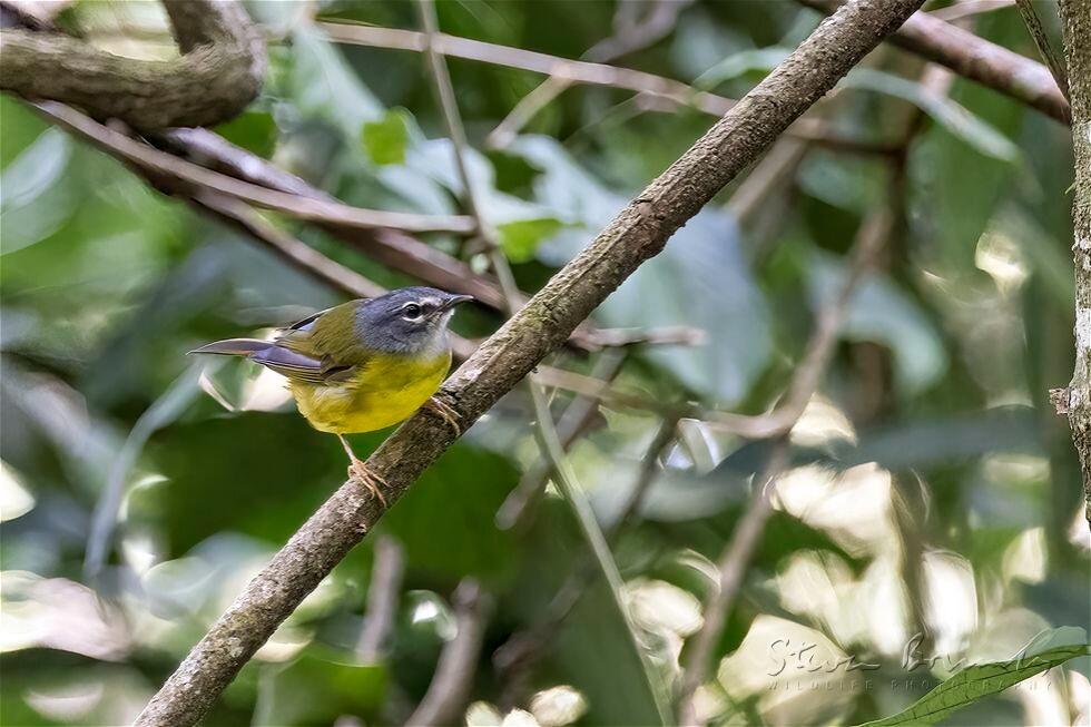 White-lored Warbler (Myiothlypis conspicillata)
