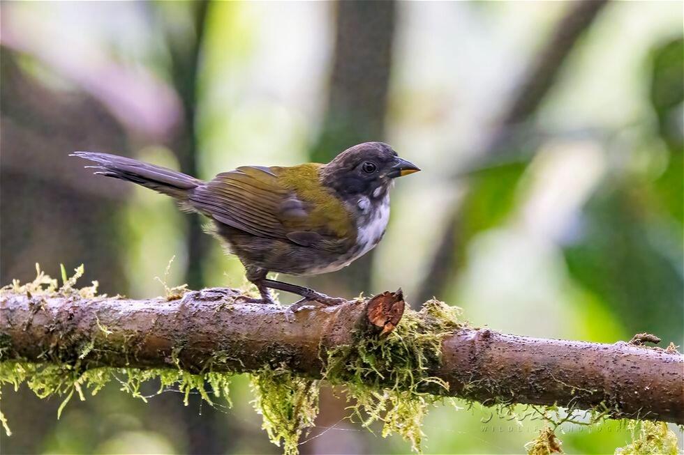 Black-headed Brushfinch (Arremon atricapillus)