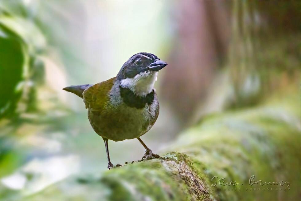 Sierra Nevada Brushfinch (Arremon basilicus)
