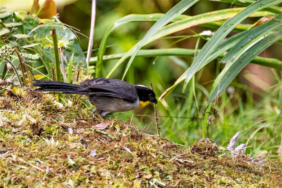 White-naped Brushfinch (Atlapetes albinucha)