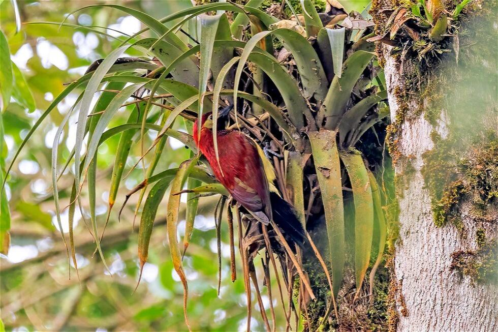 Crimson-mantled Woodpecker (Colaptes rivolii)