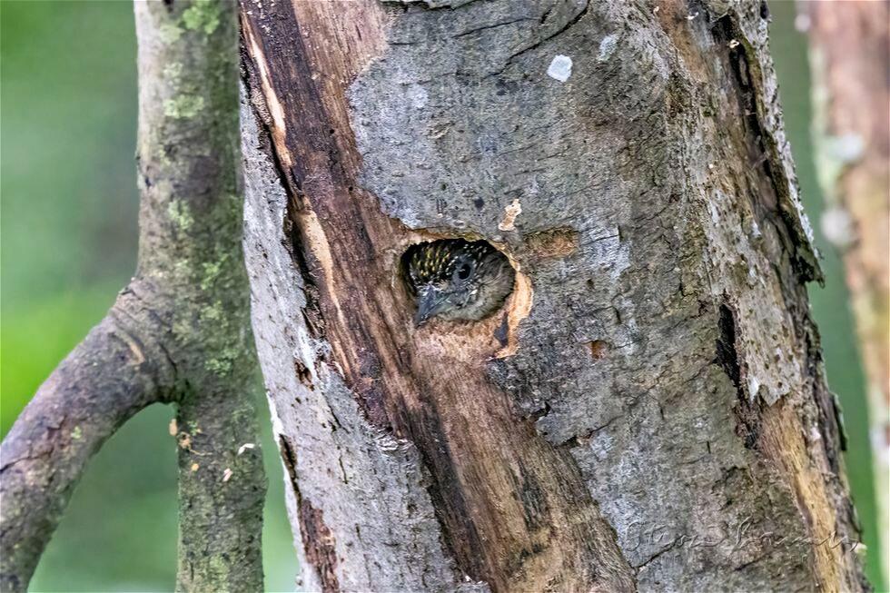 Greyish Piculet (Picumnus granadensis)