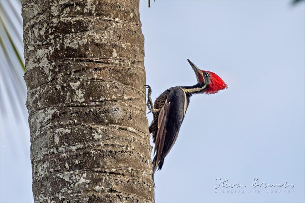 Lineated Woodpecker (Dryocopus lineatus)