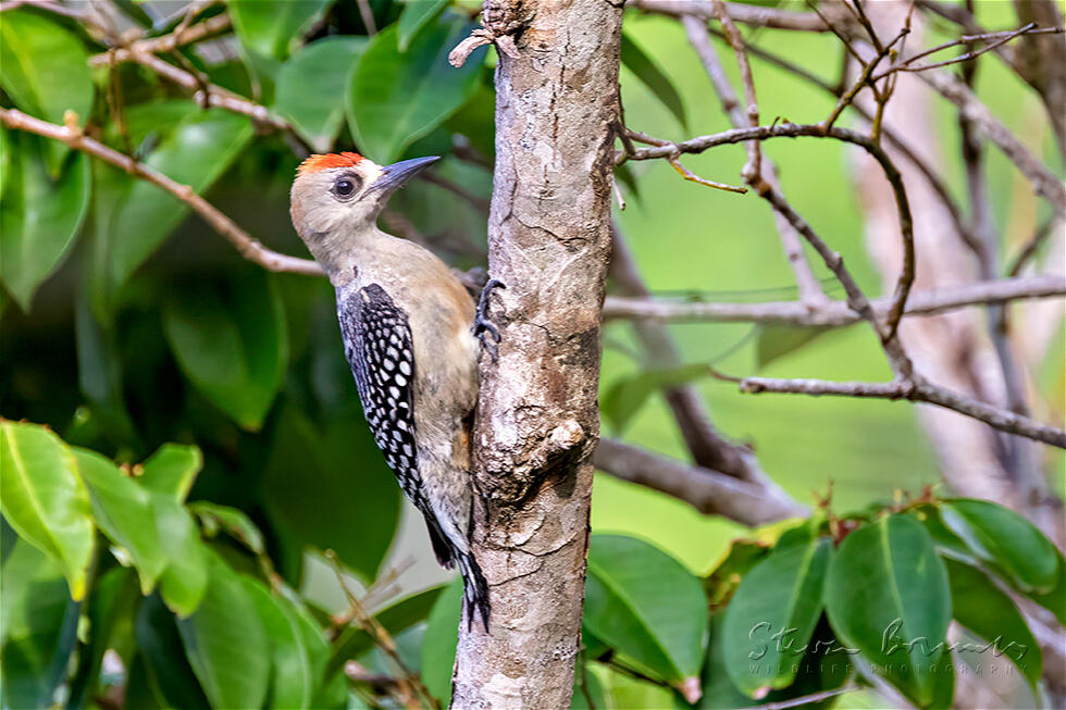 Red-crowned Woodpecker (Melanerpes rubricapillus)