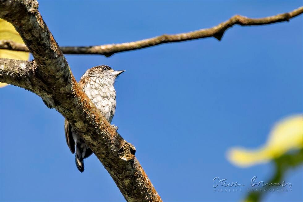 Scaled Piculet (Picumnus squamulatus)