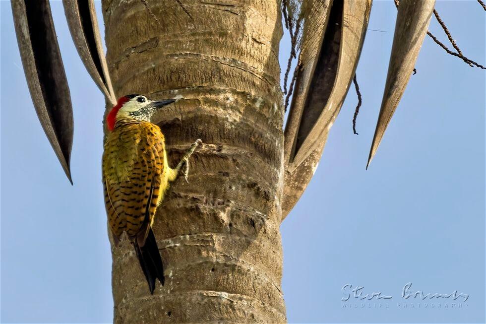 Spot-breasted Woodpecker (Colaptes punctigula)