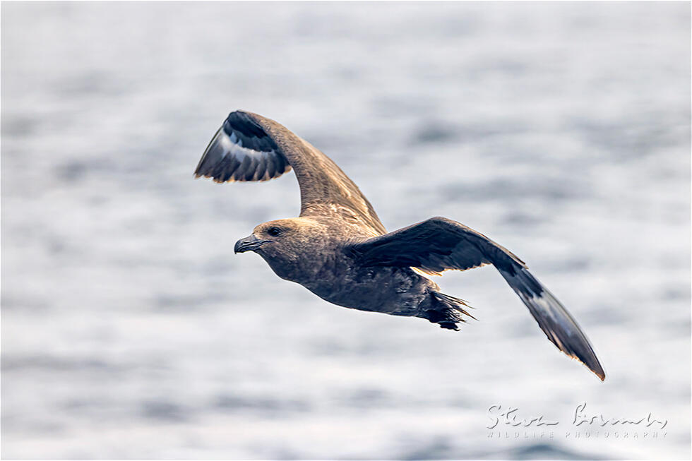 Brown Skua (Stercorarius antarcticus)