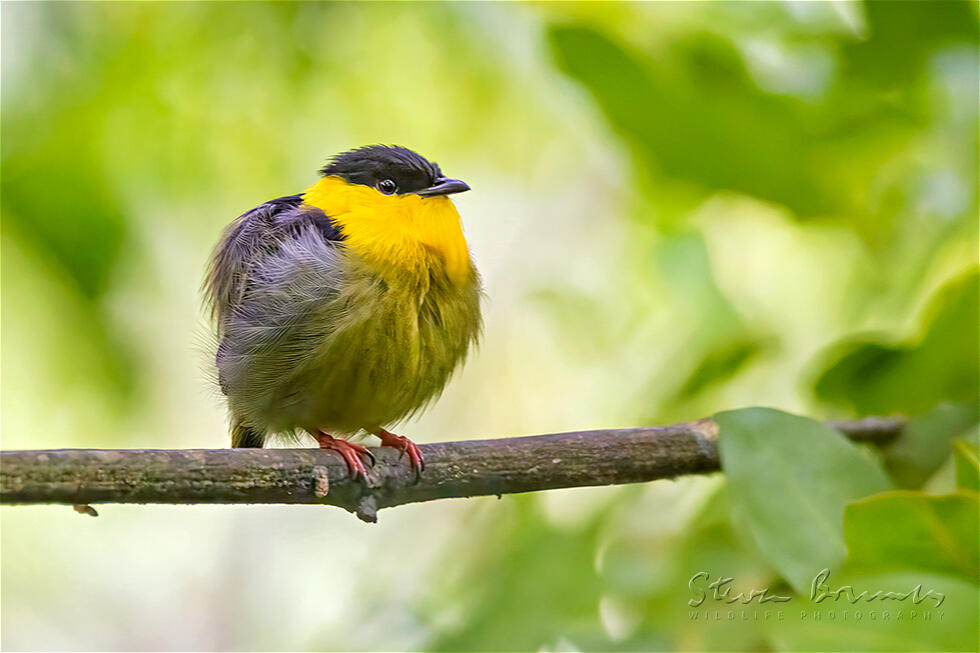 Golden-collared Manakin (Manacus vitellinus)