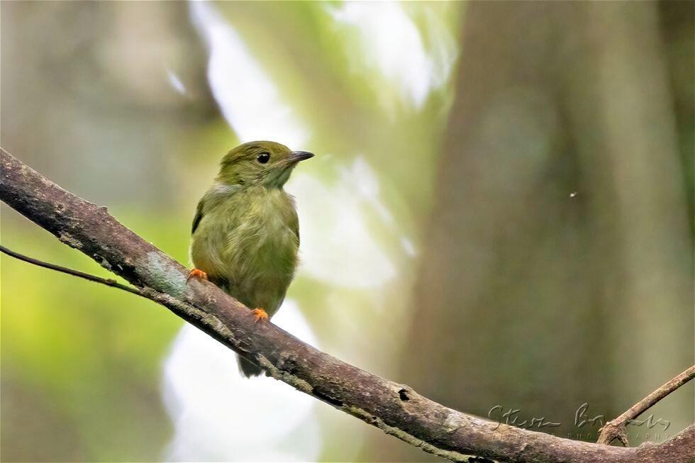 White-bearded Manakin (Manacus manacus)