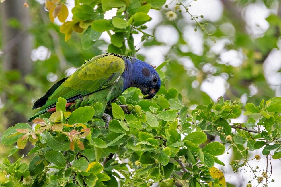 Blue-headed Parrot (Pionus menstruus)