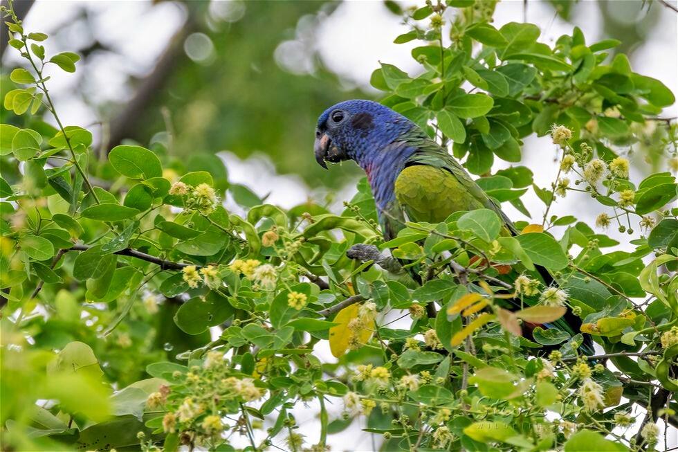 Blue-headed Parrot (Pionus menstruus)