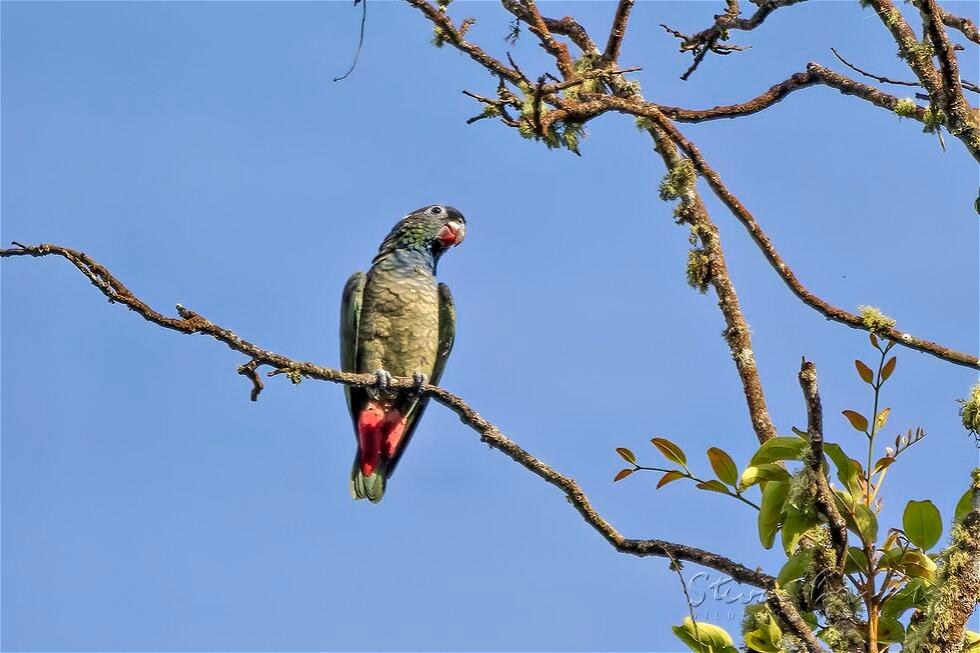Red-billed Parrot (Pionus sordidus)