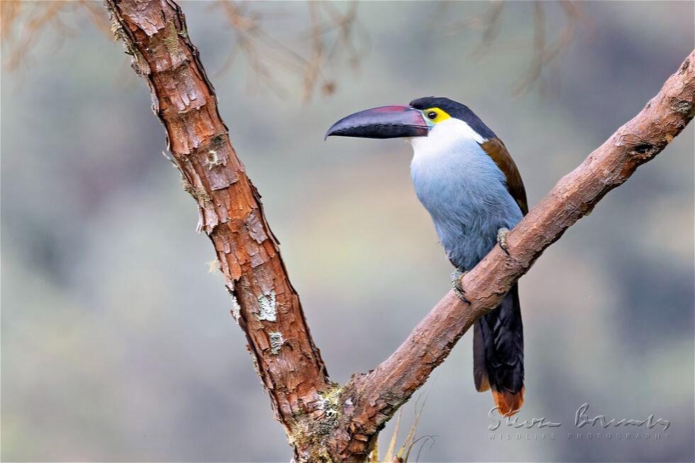 Black-billed Mountain Toucan (Andigena nigrirostris)