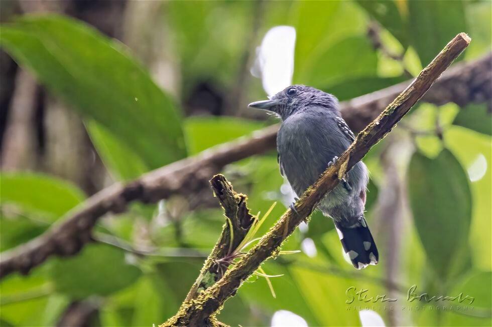 Grey Antbird (Cercomacra cinerascens)