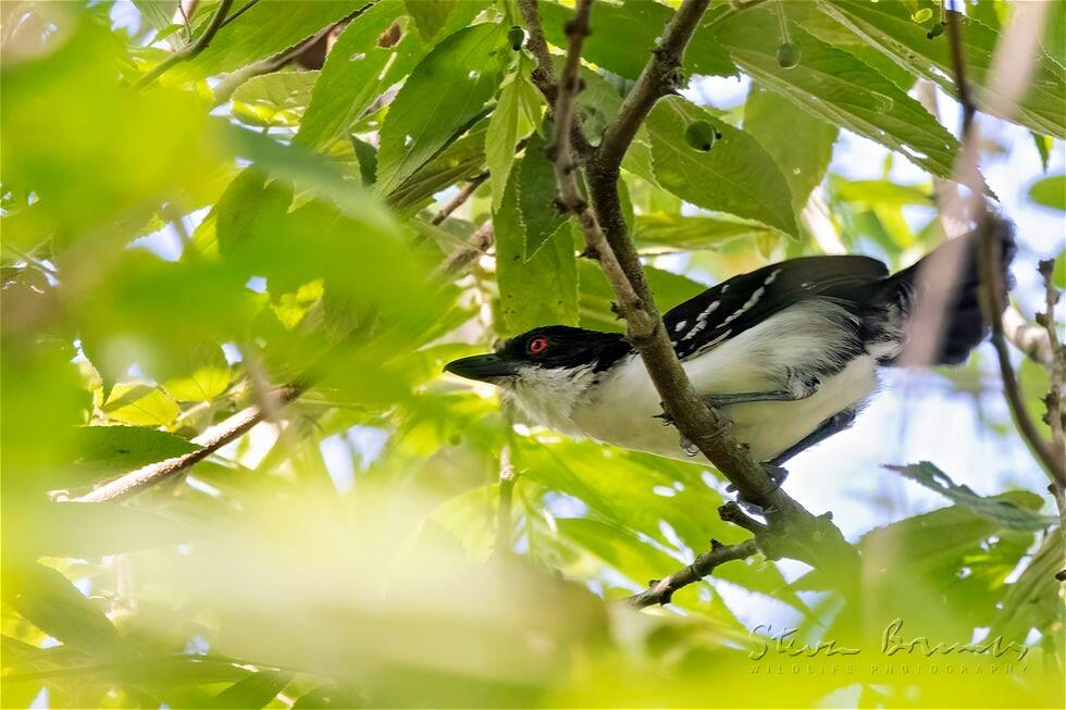 Great Antshrike (Taraba major)