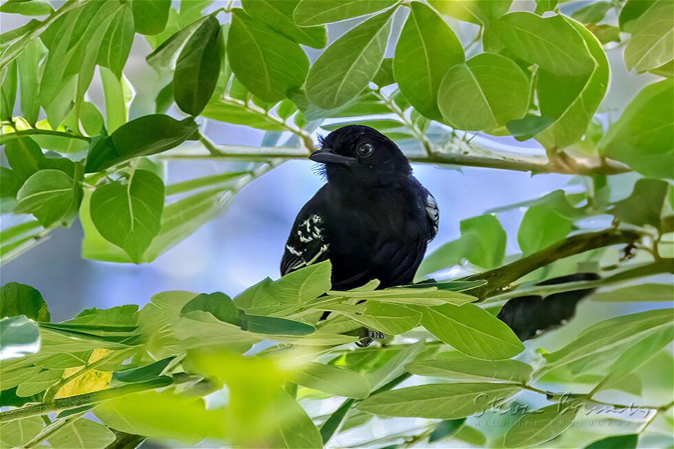 Jet Antbird (Cercomacra nigricans)