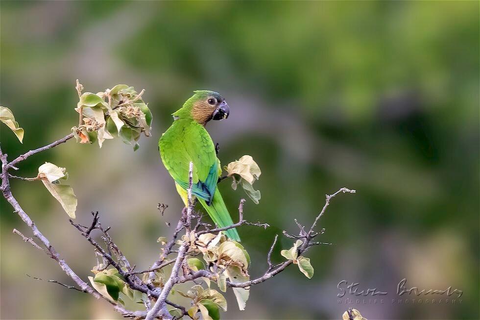 Brown-throated Parakeet (Eupsittula pertinax)