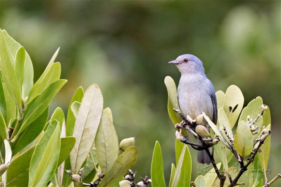 Bicolored Conebill (Conirostrum bicolor)
