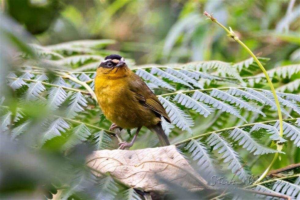 Black-capped Hemispingus (Hemispingus atropileus)