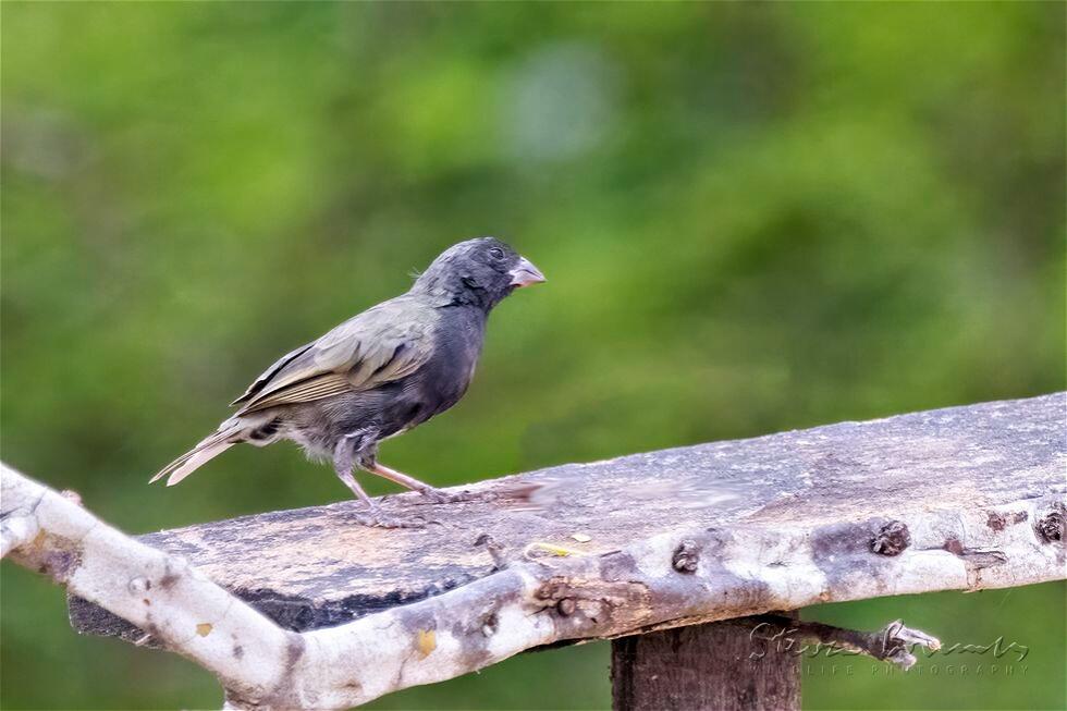 Black-faced Grassquit (Tiaris bicolor)