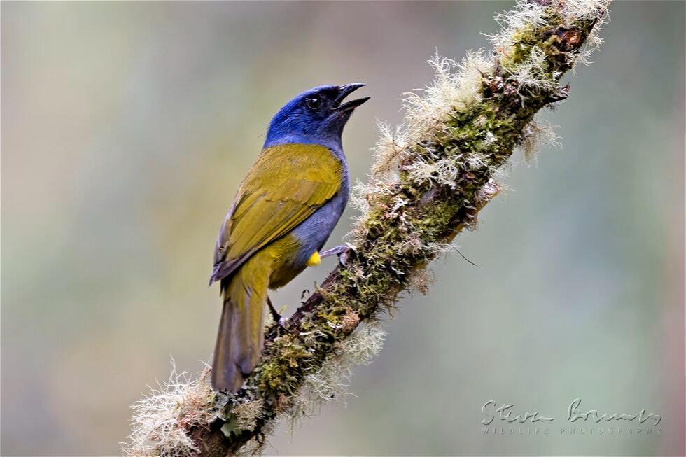 Blue-capped Tanager (Thraupis cyanocephala)