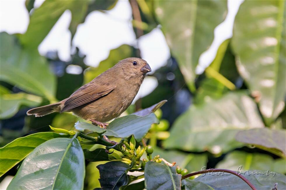 Dull-colored Grassquit (Tiaris obscurus)