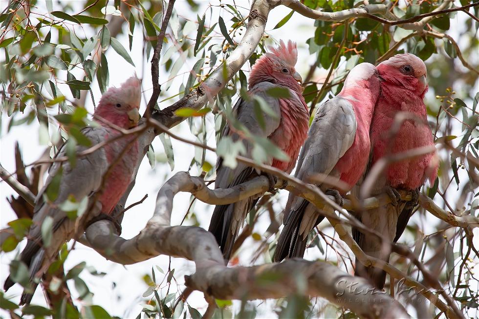 Galah (Eolophus roseicapilla)