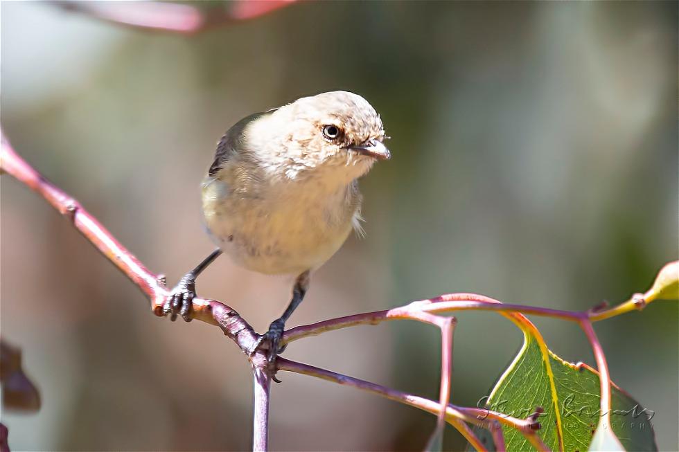 Weebill (Smicrornis brevirostris)