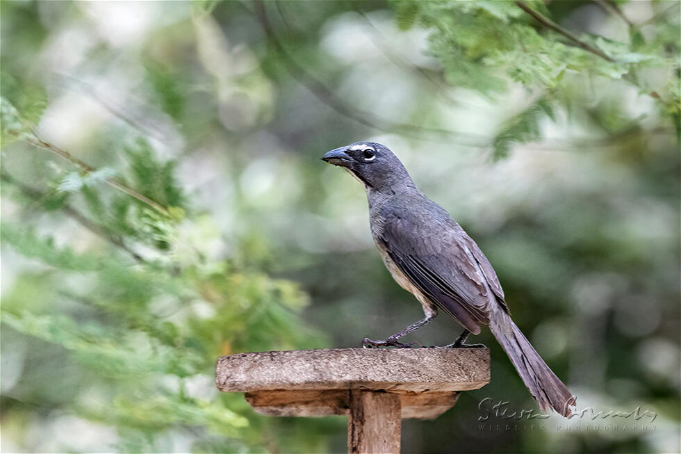 Olive-gray Saltator (Saltator olivascens)