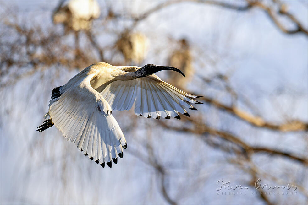 Australian White Ibis (Threskiornis molucca)