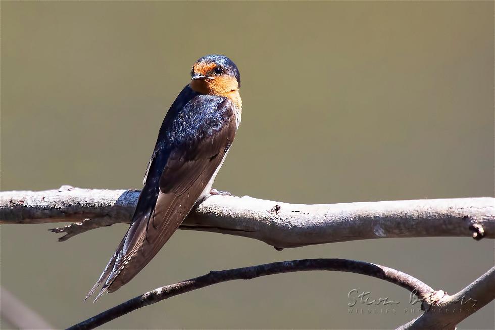 Welcome Swallow (Hirundo neoxena)