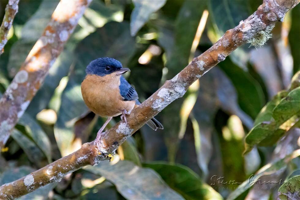 Rusty Flowerpiercer (Diglossa sittoides)
