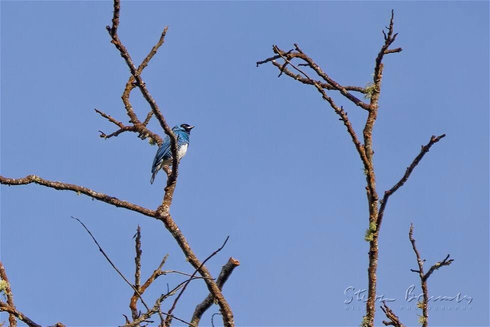 Swallow Tanager (Tersina viridis)